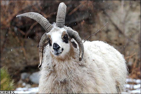 عکس: گوسفند چهار شاخ در چین