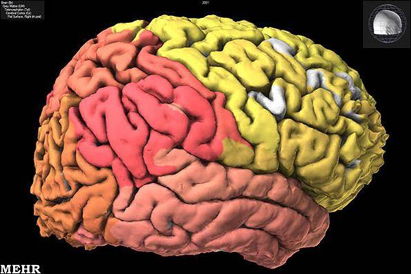 تصاویر اولین نقشه رایانه‌ای مغز انسان/ ابداع ابزاری برای مشاهده دقیق مغز