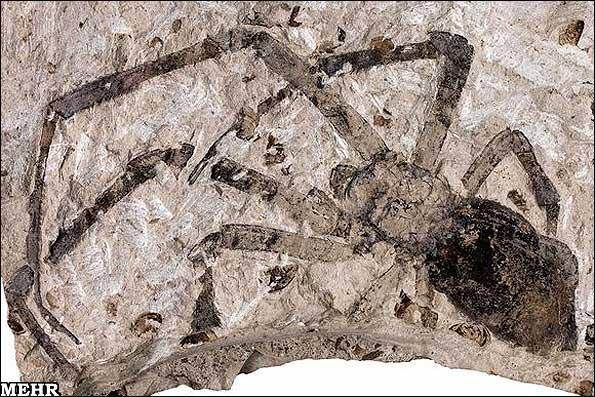 تصویر اجداد عنکبوتهای امروزی/ بزرگترین عنکبوت فسیل شده جهان کشف شد