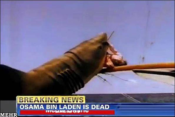 تداوم بازی آمریکا با جنازه رهبر القاعده/ تصویر جسد بن لادن درکام کوسه!