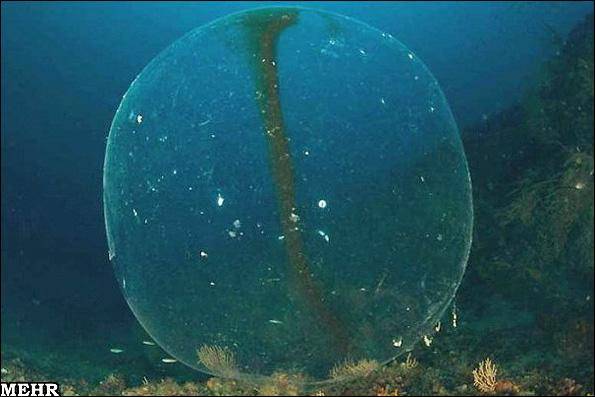 تصاویر یک حباب عجیب در دریا / غواصانی که به چشمهای خود شک کردند!