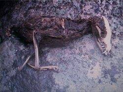 لاشه یک حیوان عجیب الخلقه در مشگین شهر پیدا شد/عکس