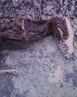 لاشه یک حیوان عجیب‌الخلقه در مشگین‌شهر پیدا شد + تصویر