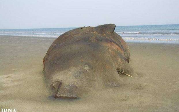 عکس / لاشه يك نهنگ 20 تني در ساحل جاسك هرمزگان