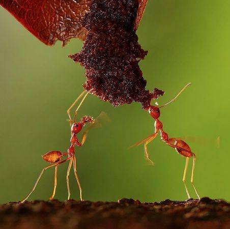 غذا خوردن مورچه! / عکس