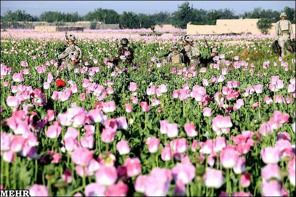 تصاویر مزارع خشخاش در افغانستان/ سربازان آمریکایی در مزارع چه می کنند
