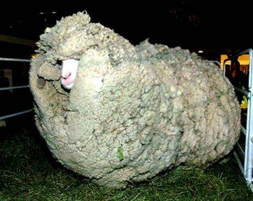 پشمالوترين گوسفند نيوزلند درگذشت (+عکس)