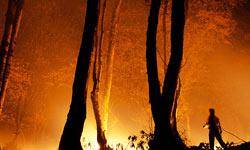 تخليه دو شهر در پي آتش‌سوزي جنگل‌هاي آريزونا