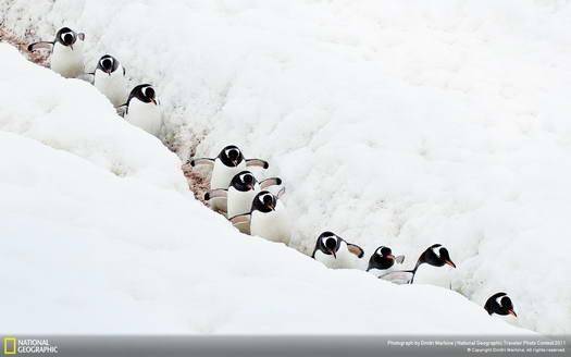 بزرگراه پنگوئن‌ها / عکس
