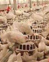 آنفولانزای مرغی در کشور هنوز مهار نشده