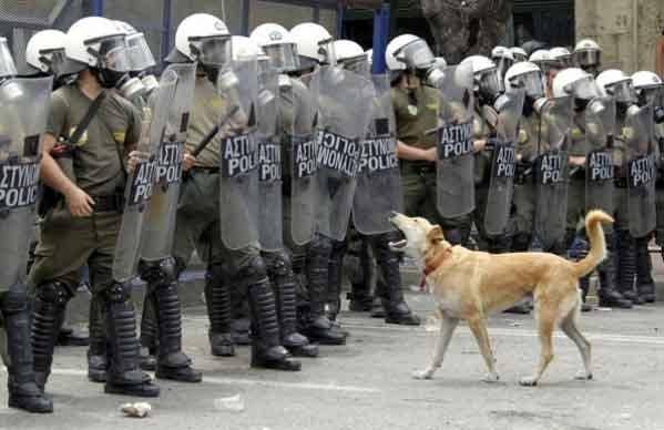 وقتی سگ پلیس در یونان به حمایت از تظاهرکنندگان در می آید/عکس