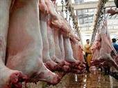 عرضه گوشت منجمد با قیمت مصوب در بازار