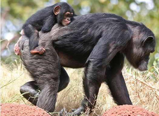 مادر این شامپانزه یک ساله 57 سال دارد / عکس