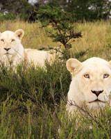 شیرهای سفید آفریقای جنوبی‌/ عکس
