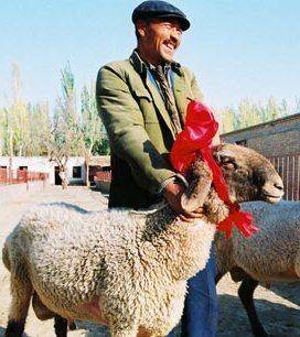 گران‌ ترین گوسفند جهان (+عکس)