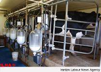 دامداران با مدیریت عرضه، قیمت فروش شیر خام را افزایش داده‌اند
