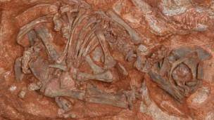 قدیمی ترین لانه دایناسورها پیدا شد