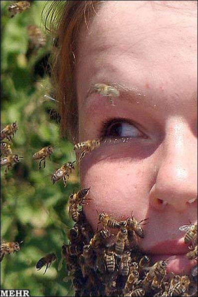 تصاویر زنبوری که از اشک چشم انسان تغذیه می‌کند