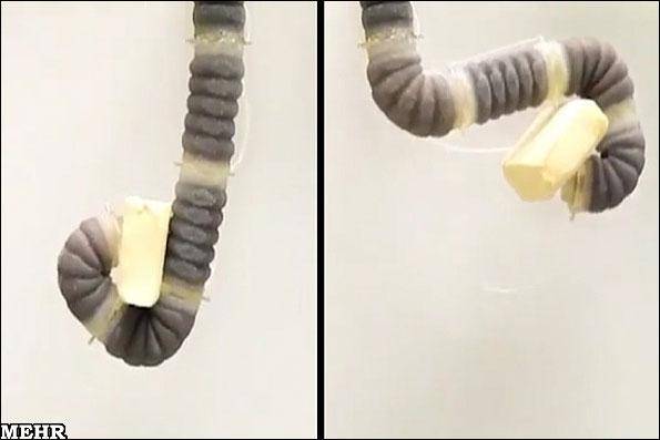 ساخت بازوی رباتیک با انعطاف خرطوم فیل