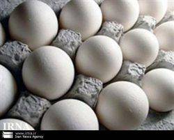 قیمت هر كیلوگرم تخم مرغ درب مرغداری ها حدود 1500 تومان است