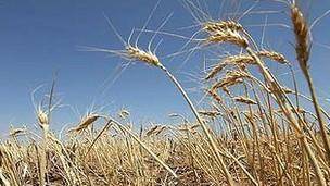 گندم ایران خوراک دام و طیور می شود؛ دولت گندم وارد می‌کند