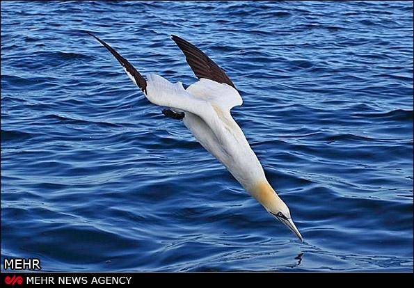 عکس/ سریعترین پرنده جهان را بشناسید