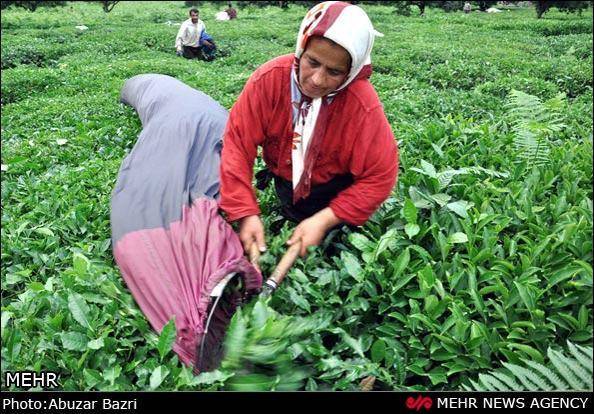 نابسامانی صنعت چای (گزارش تصویری)