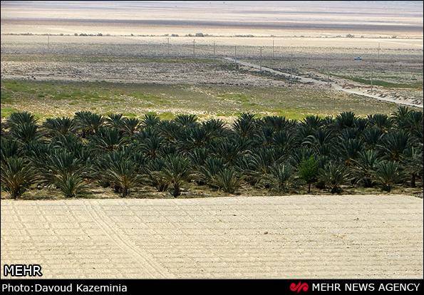 گزارش تصویری/ خشکسالی در نخلستانهای لامرد