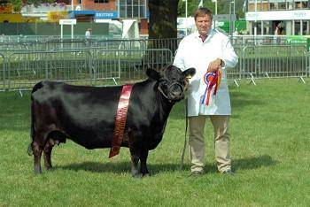تولید گاو شاسی کوتاه در اروپا /عکس