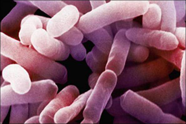 یک باکتری به عنوان عاملی چاقی شناسایی شد