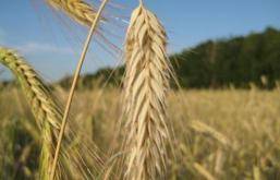 "واردات گندم ايران در سال جاری صد برابر شده است"