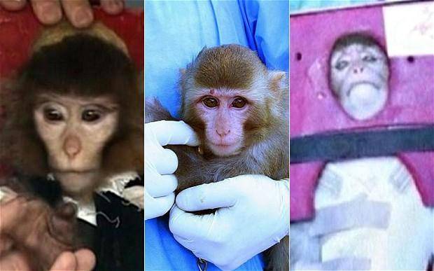 تفاوت در چهره‌ی میمون ارسالی ایران به فضا!