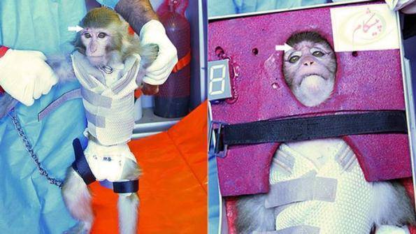 رفع  ابهام از میمون فضانورد/ معکوس شدن روند پیری