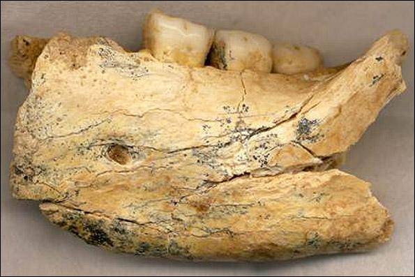 قدیمی‌ترین استخوان انسان/ عکس