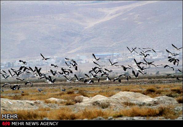 49 گونه پرنده مهاجر به آذربایجان‌غربی آمدند/سرشماری 40 هزار قطعه پرنده