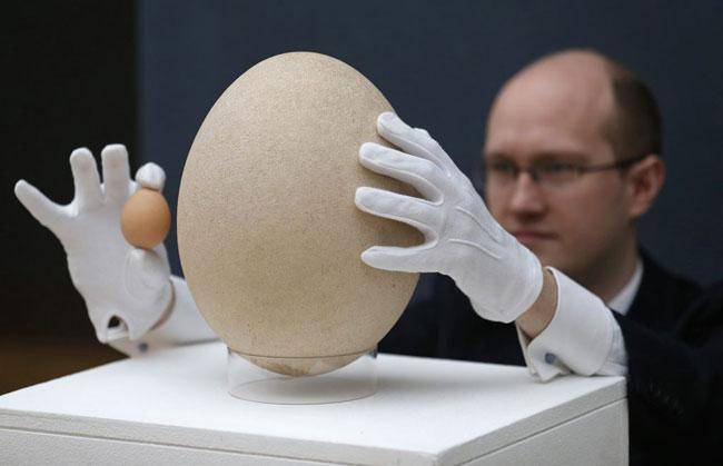 بزرگترین تخم پرنده در جهان (عکس)