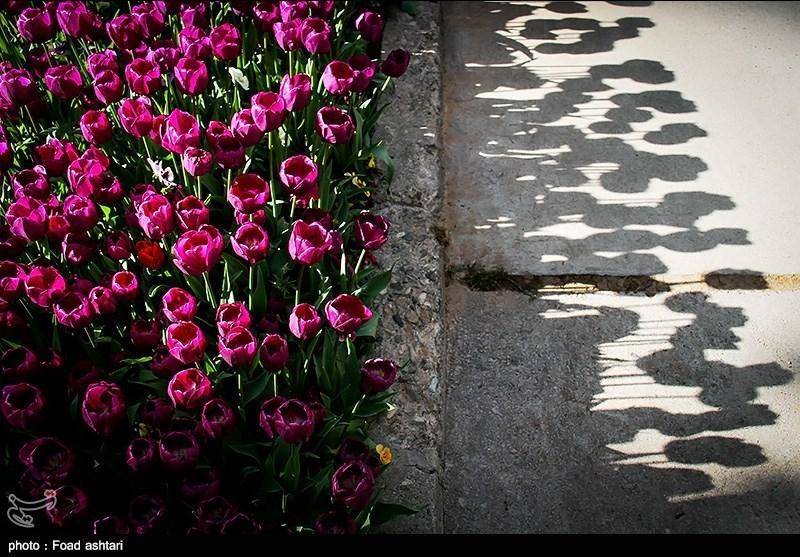 تصاویری زیبا از گلهای لاله در پارک ملت تهران