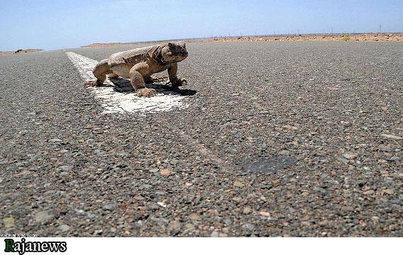 شکار و خوردن مارمولک در عربستان/تصاویر