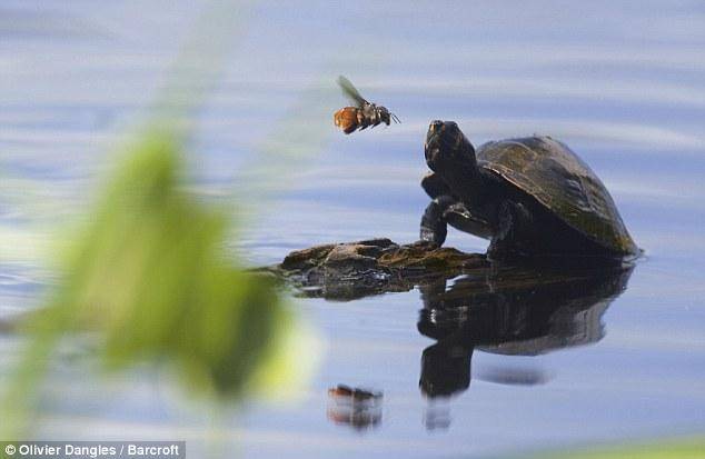کمک باور نکردنی زنبور به یک لاک پشت (+عکس)