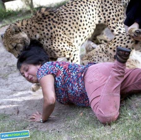 حمله دو یوزپلنگ به یک زن/ تصاویر