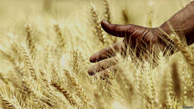 پاکستان در ازای برق ۱۰۰هزار تن گندم به ایران می‌دهد