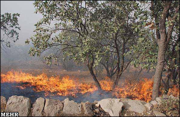 آتش سوزی سریالی در جنگل های کهگیلویه و بویراحمد/ بلوط ها همچنان می سوزند