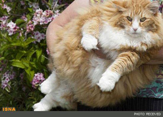 چاق‌ترین گربه انگلیسی/عکس