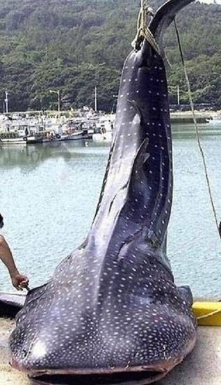 عکس/ صید بزرگ ترین ماهی جهان