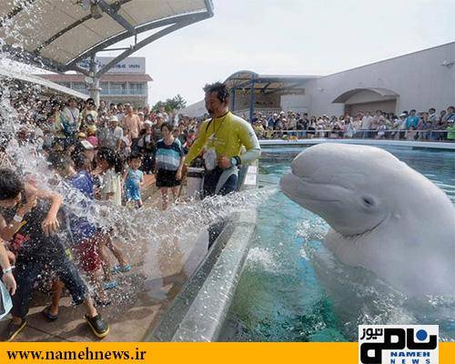 نهنگی‌ برای جذب گردشگر در ژاپن‌/عکس