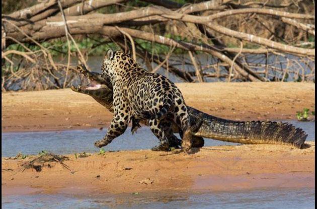 حمله پلنگ به تمساح(عکس)