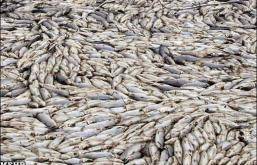 مرگ ۲۰هزار ماهی بر اثر تخلیه مواد شیمیایی در خلیج فارس