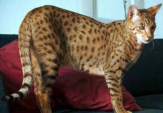 نادر ترين گربه جهان/تصاوير