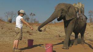 راز دانش: فیل‌ها هم زبان اشاره می‌دانند