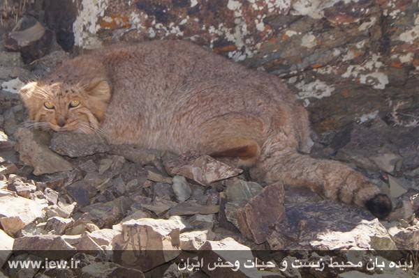 تصویر برداری از گونه نادر گربه پالاس در تربت حیدریه